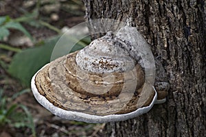 Close up image of ArtistÃ¢â¬â¢s conk fungus. photo